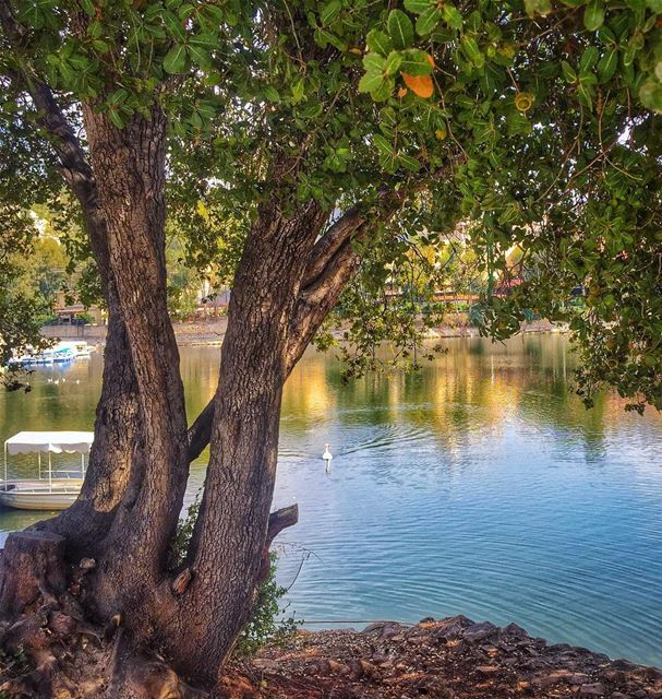 Flowing  serenity to start the day with 😊🍃🍂💚... (Zgharta-lac De Bnash'i)