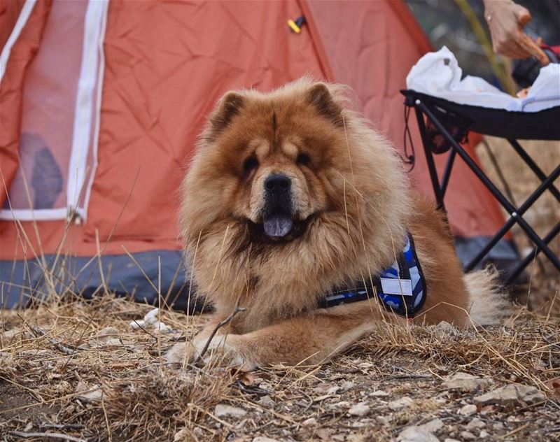 Fluffy sure enjoyed his first camping trip 🐶❤  CampingKing .......... (Bchaalé, Liban-Nord, Lebanon)