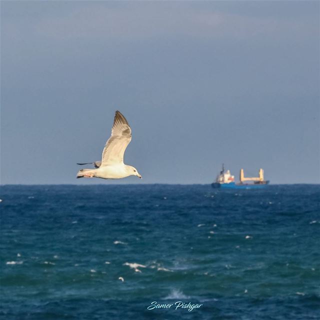 Fly over the seas..  beirut... Lebanon  Lebanese  bird  birds  gull ...