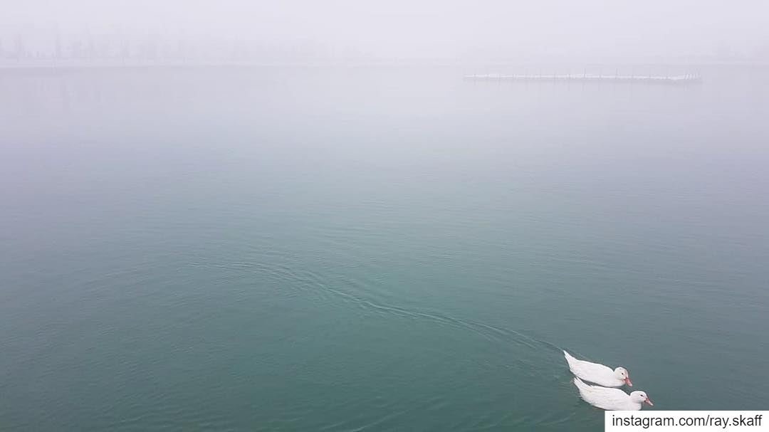 Fog and swimming ducks‼️................... lebanon ... (Fog Lake)