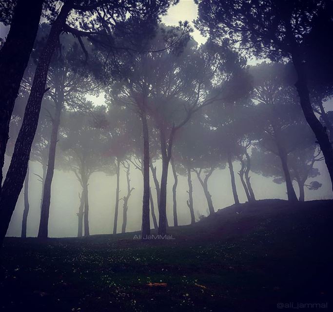 Foggy Forest .-----A.J-----. Lebanon  mountlebanon  mountain  fog ... (Shanayh, Mont-Liban, Lebanon)
