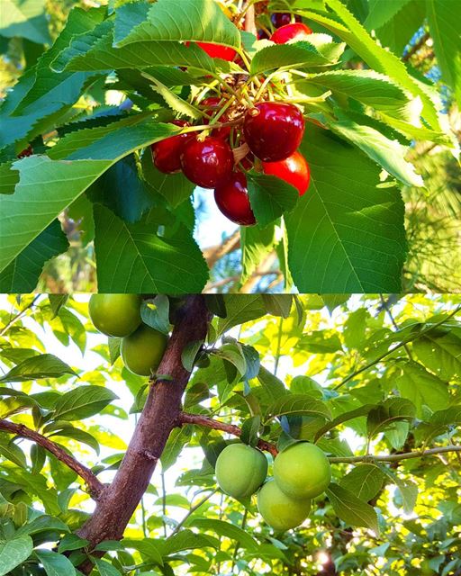For the Love of  Fresh  Cherry 🍒 and  Janerik 🍈 ( Greengage).😎Another...