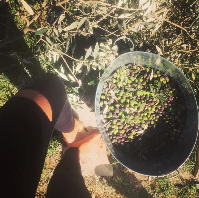 For the love of olive oil  our  olive  tree  morning  picking  before  i ...