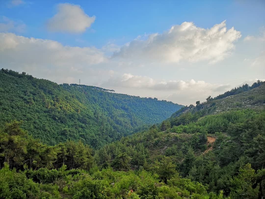 For the 💚 of trees  unplanned  hectic   walk  inthewoods ... (Chouf)