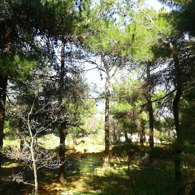 forest nature forêtnatureoflebanon sunlight sun pine shadow beautifulnature beautifulplaces (Bhersâf, Mont-Liban, Lebanon)