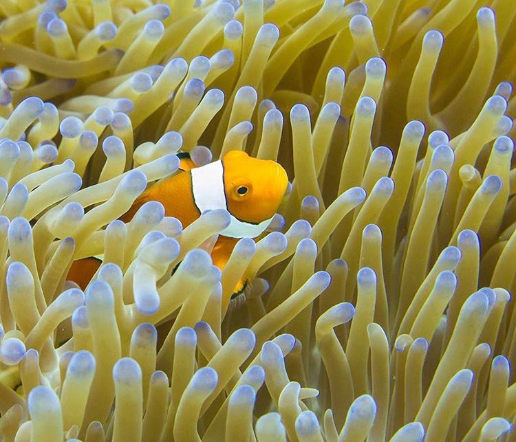 Found Neemo !...popping up from his anemone meet the  clownfish, shot in...