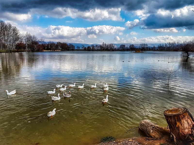 Free in nature  free  geese  lake  landscape  livelovebekaa ... (Deïr Taanâyel, Béqaa, Lebanon)