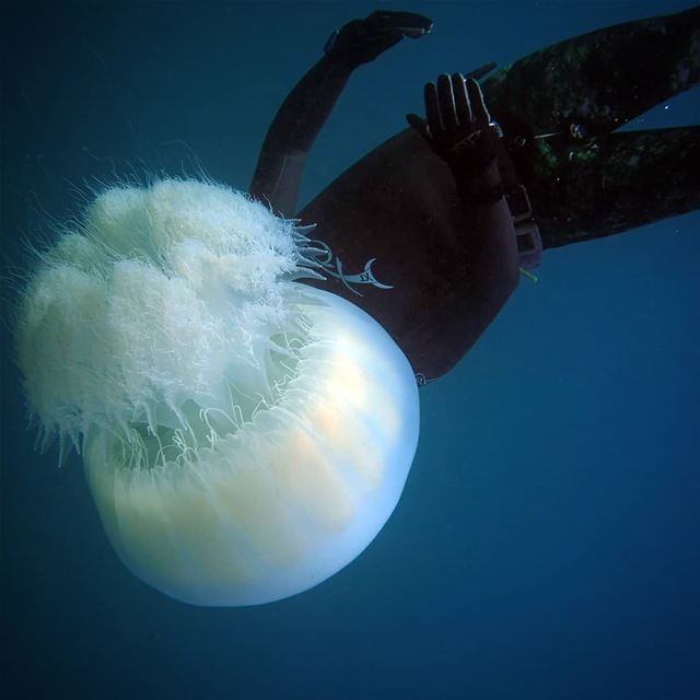 Freediver checks the Jellyfish -  ichalhoub in Qalamun north  Lebanon...