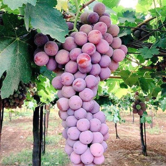 Fresh grape 🍇 from zahle.... zahle grape grapes fruit fresh redglobe... (Zahlé, Lebanon)