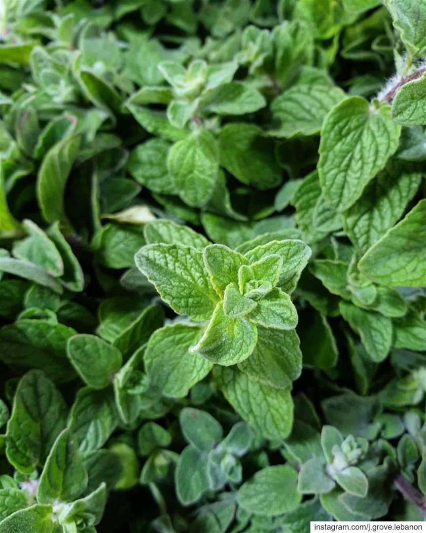 Freshly picked 🌿 jGrove  Zaatar  زعتر  Herbs  Food  Foodie  SupeFoodie ...