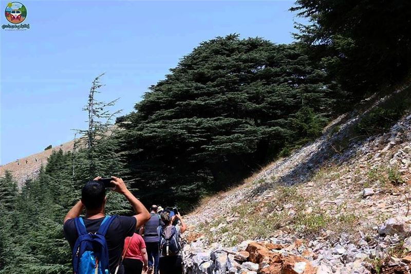 From our last trip to  maaserelchouf , when we got to see the  Cedar tree...
