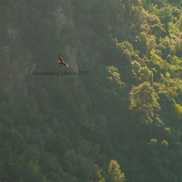 From yesterday’s “Wild life” one (local) majestic eagle flying in the...