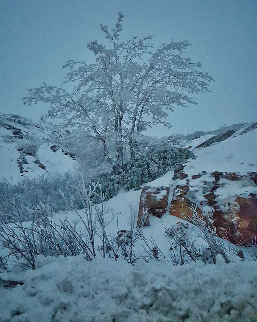  Frozen  Tree at  tarshish  Snow  Season  winter ... (Tarshish)