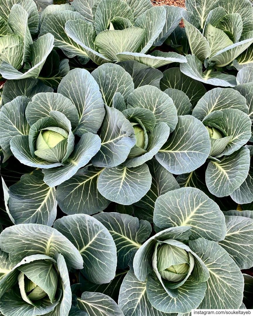 Fun fact about cabbage: In Ancient Rome, Ancient Egypt and more recently...