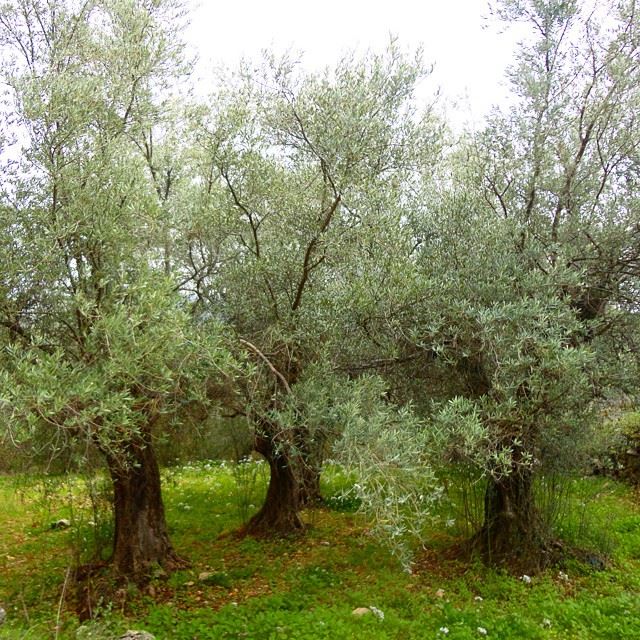 garden olivetreesorchard natureolive