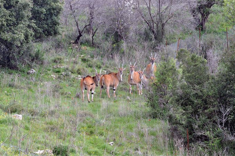 Gazelle or Antelopes on the borders of (Rmeich, South Lebanon)