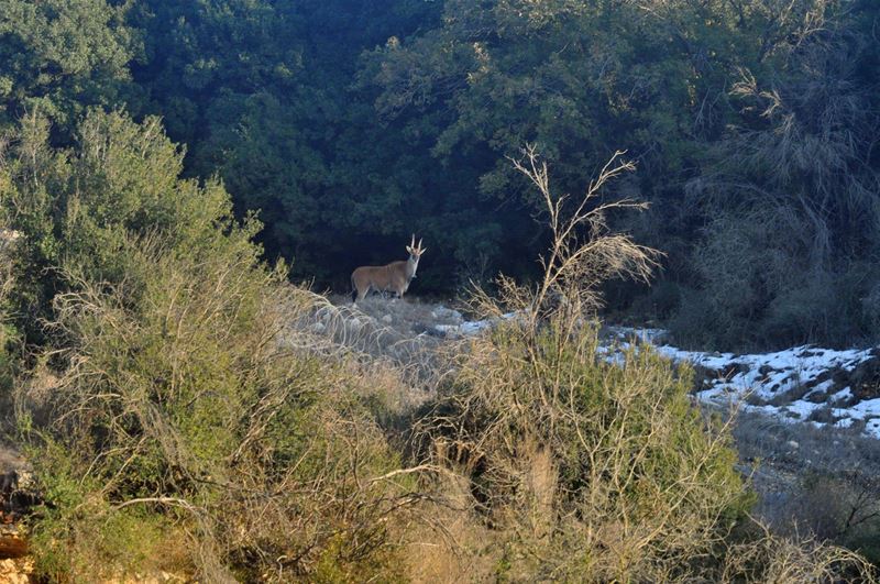 Gazelle or Antelopes on the borders of (Rmeich, South Lebanon)