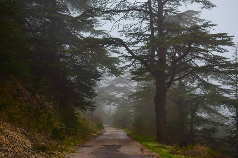 Go fast enough to get there but slow enough to see🌲 landscape ... (Aïn Zhalta, Mont-Liban, Lebanon)