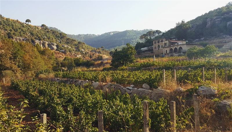 Go where you feel most alive...... morning  vineyard  summer ... (El Khenchâra, Mont-Liban, Lebanon)