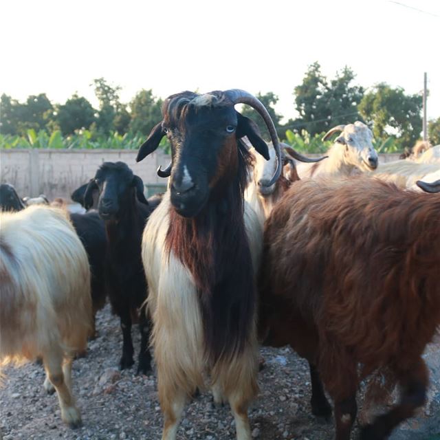 🐏🌄 goathead  goatfell  goatmilk  goatface  welove_goats  goatselfie ... (Lebanon)