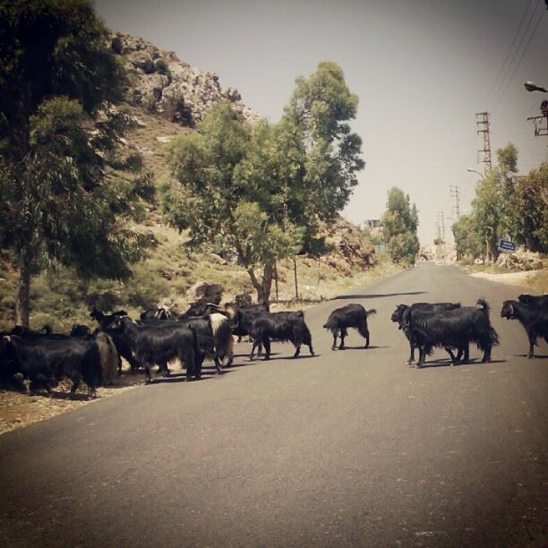  goats crossing the  road  animal  picoftheday  picoftheweek  bekaa ...