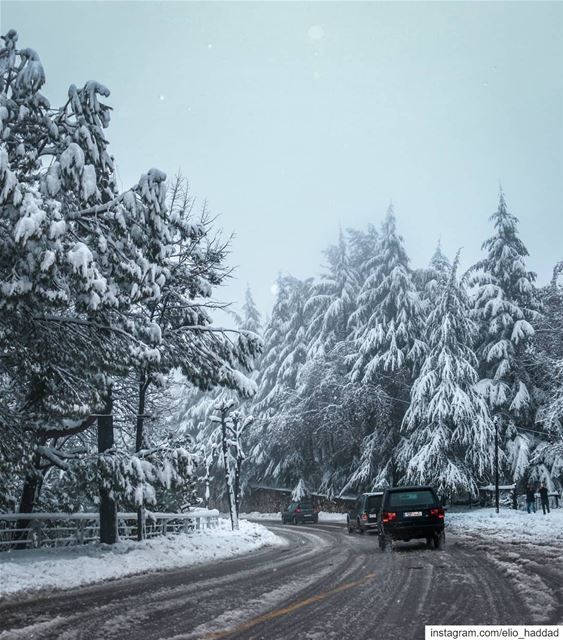Good Bye  February ⛈️  lebanon 🇱🇧  snow  snowing  white  nature  tree ... (El Delb)