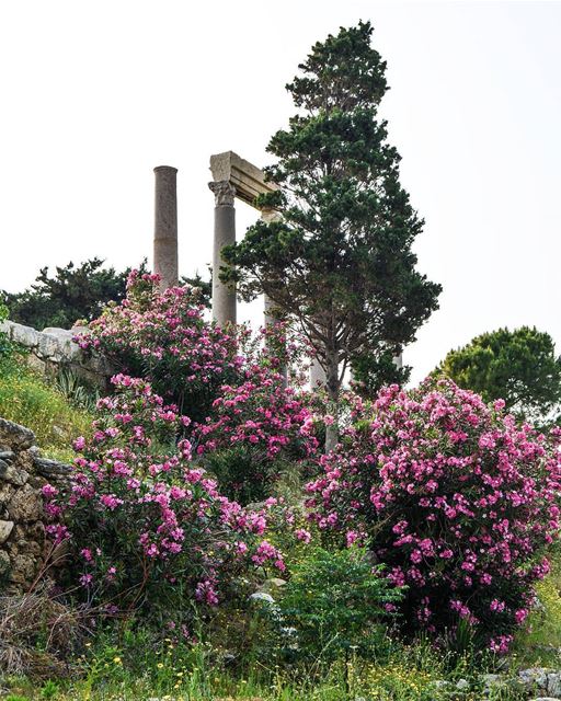 .Good evening all from Byblos! Beautiful nature and amazing... (Byblos, Lebanon)