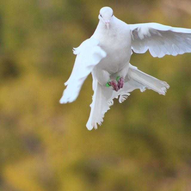 Good morning all... wish u a peacefull white sunday  bird  white  pigeon ...