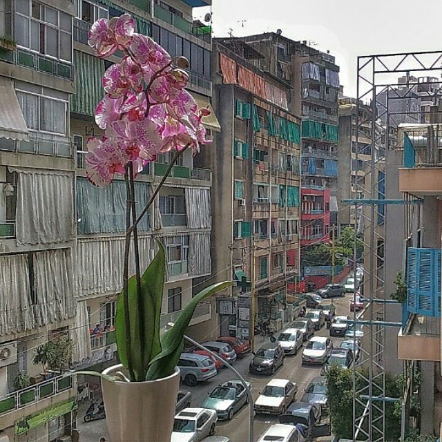 Good Morning BeirutCity 💜