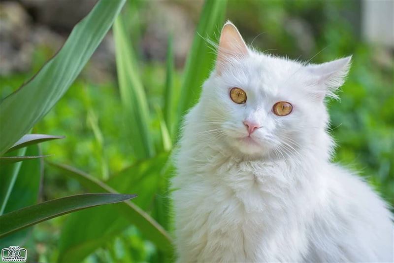 Good morning 😸✋ cat  animal  garden  lebanon  white  green ... (Hoûmîne El Faouqa, Al Janub, Lebanon)