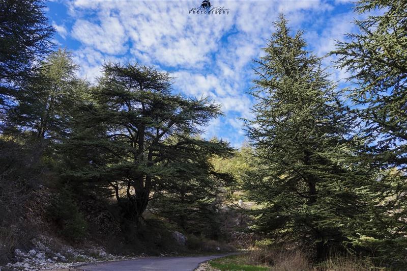 Good morning 🍃🌲• • •  chouf  shoufreserve  lebanon  beirut ... (Al Shouf Cedar Nature Reserve)