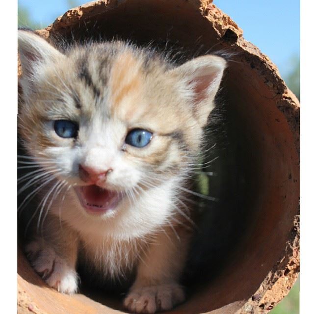 Good morning  cute  smiley  cat  blue  eyes  blueyes  animal  kitty ...
