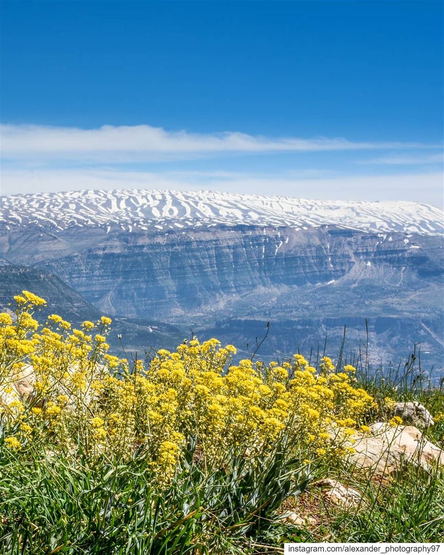 Good morning from Akoura 🏔🌼 - Beautiful snow covered Mount Sannine and... (Akoura, Mont-Liban, Lebanon)