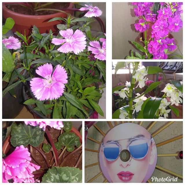 Good morning from my  littlegarden  flowers  pink  colors  spring ...