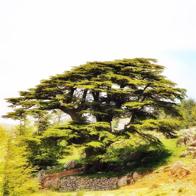 Good morning from our beautiful cedar forest. 🇱🇧 lebanon  lebanon_hdr ... (Bâroûk, Mont-Liban, Lebanon)