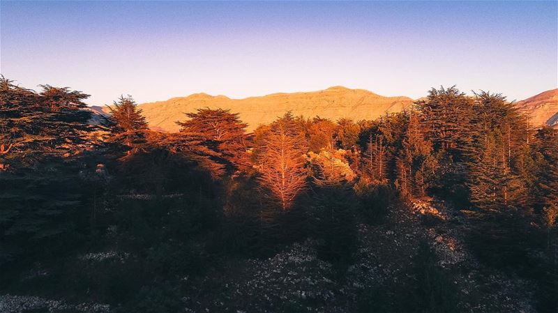 Good morning from the beautiful Cedar's reserves at Tannourine ... (Tannourine Cedars Nature Reserve)