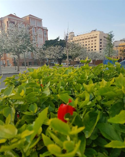 Good morning  ig_lebanon  insta_lebanon  insta_jezzine  insta_worldz ... (Downtown Beirut)