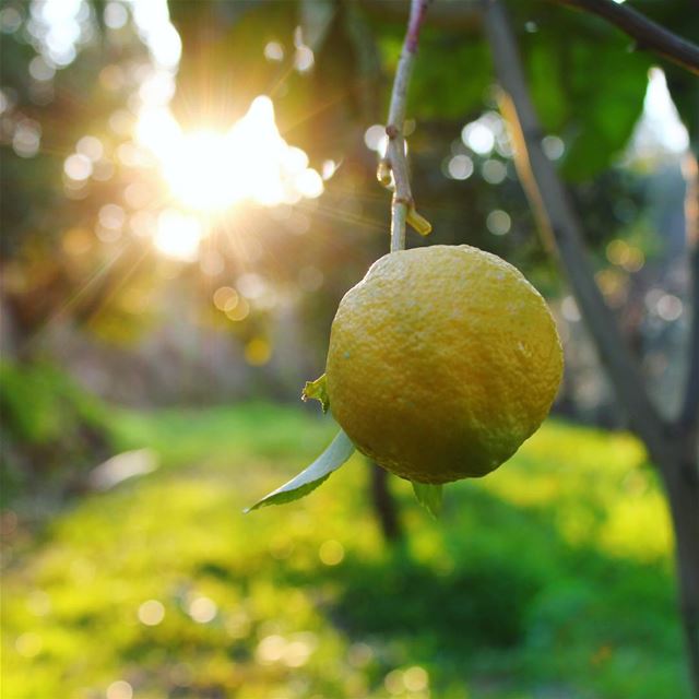 🍊 Good Morning Lebanon! 🍊 lebanon  morning  lemon  green  nature ... (Kafr Mattá, Mont-Liban, Lebanon)