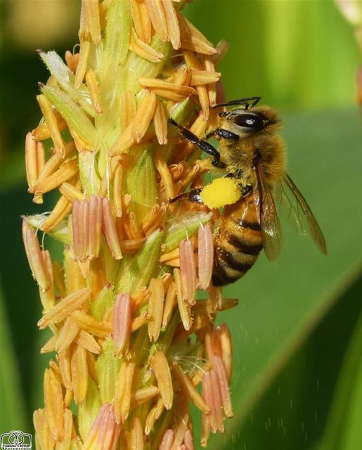 Good morning  nature  bee  insect  insects  corn  macro  lebanon  garden ...