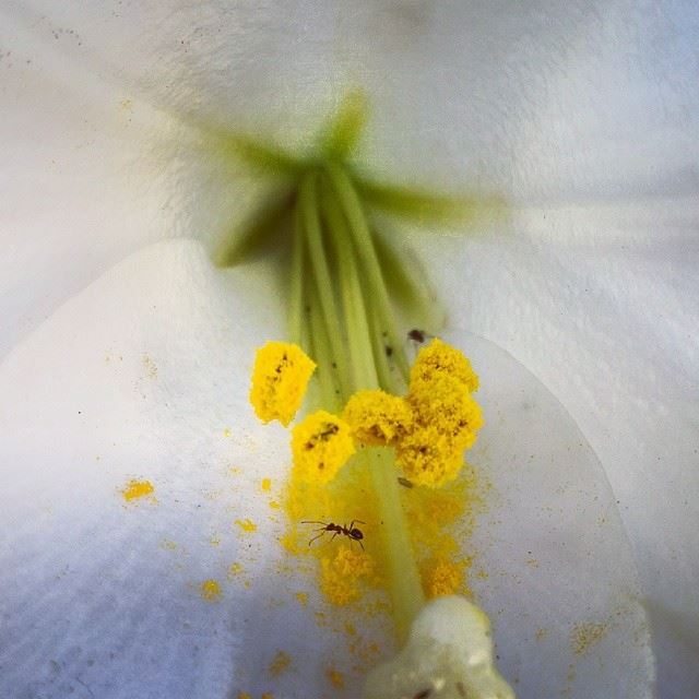 Good morning  yellow  white  ant  peacefull  morning  lebanon ...