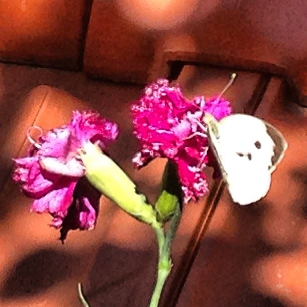 Goodmorning guys haretjandal buterfly nature  flowers sunnyday mount-lenano
