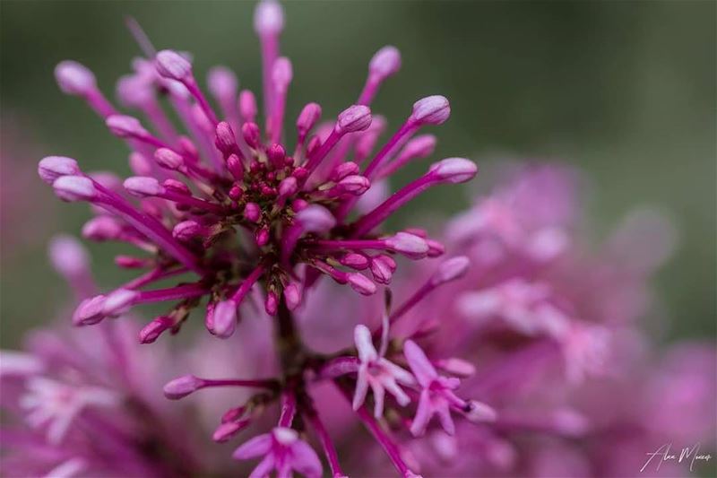  goodmorning  spring  pink  purpel  flower  positivevibe  green  nature ...