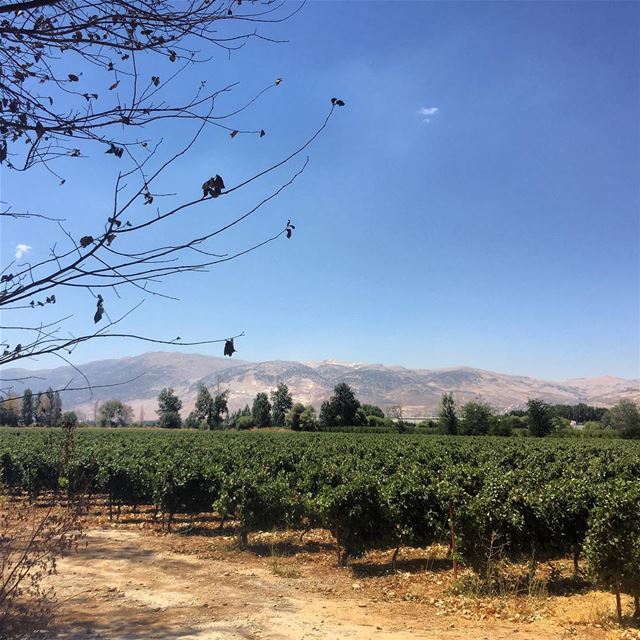  grapes  field  vino  lebanon  agriculture  green ...