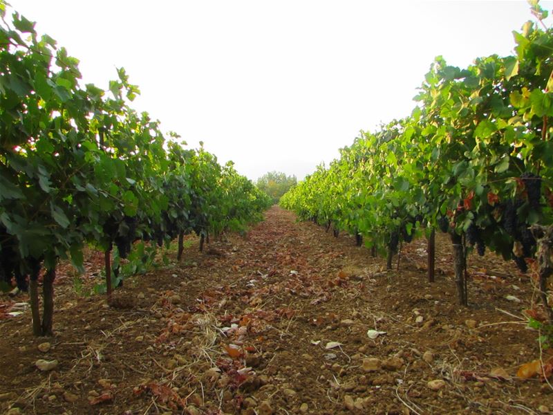 Grapes Plantation Bekaa Lebanon