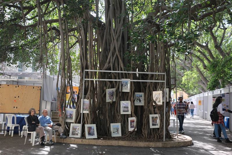 Hanging on the tree... aub  ngo  aubcampus  onthetree  trees  banyantree ... (American University of Beirut (AUB))
