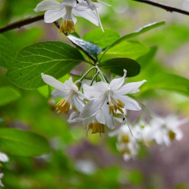 HAPPY FRIDAY  tgif ✌ flower  white  flowerporn  flowerpower  closeup ...