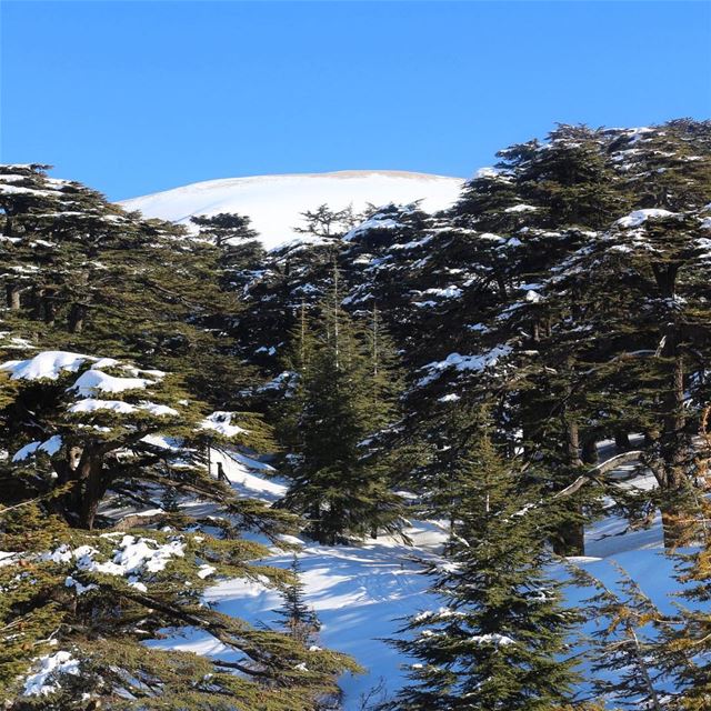 Happy Sunday 😃☀️-- snow beirut lebanon sunday instagram march 2017... (El Arz, Liban-Nord, Lebanon)