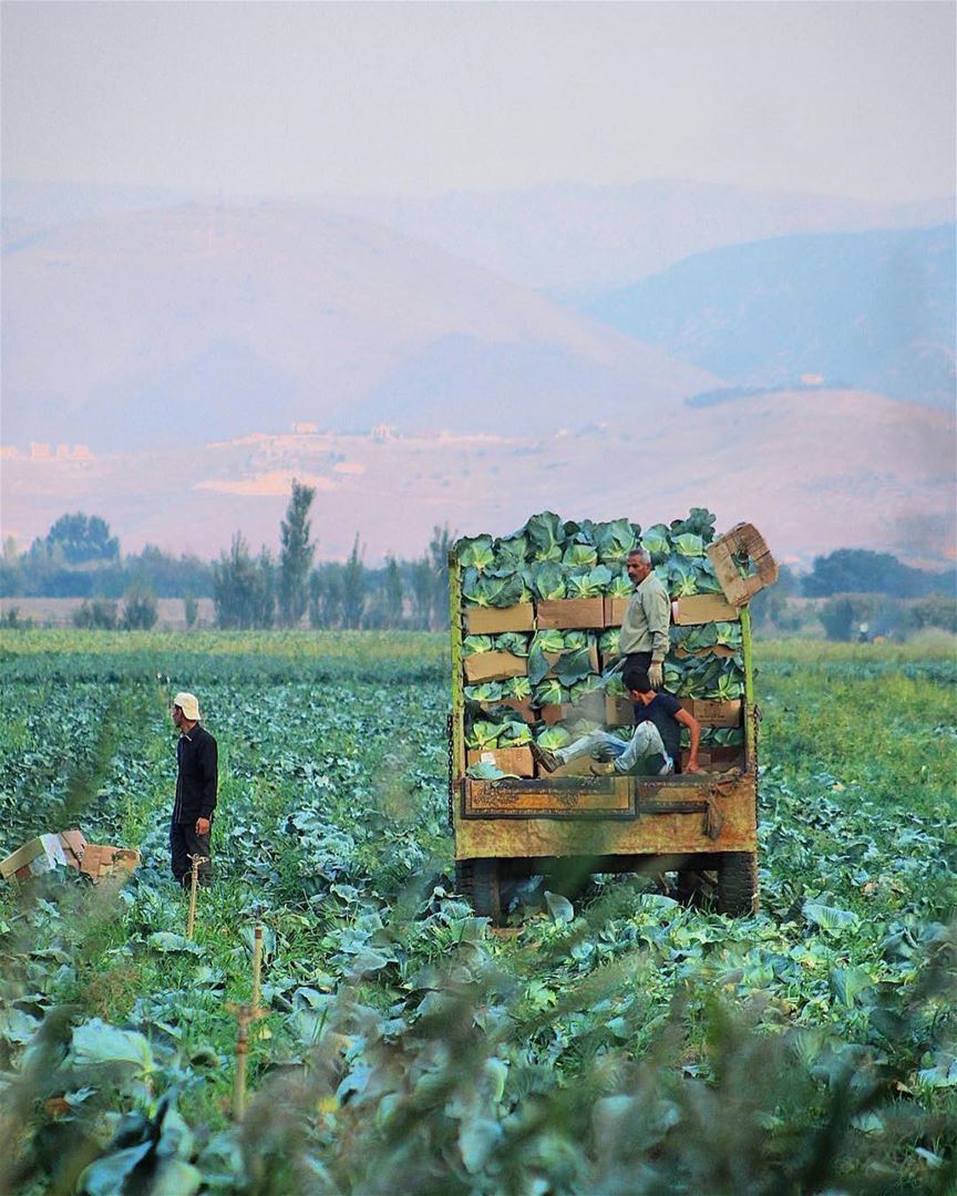Harvest in the beautiful Bekaa Valley in eastern Lebanon.The fertile... (Qabb Ilyas, Béqaa, Lebanon)