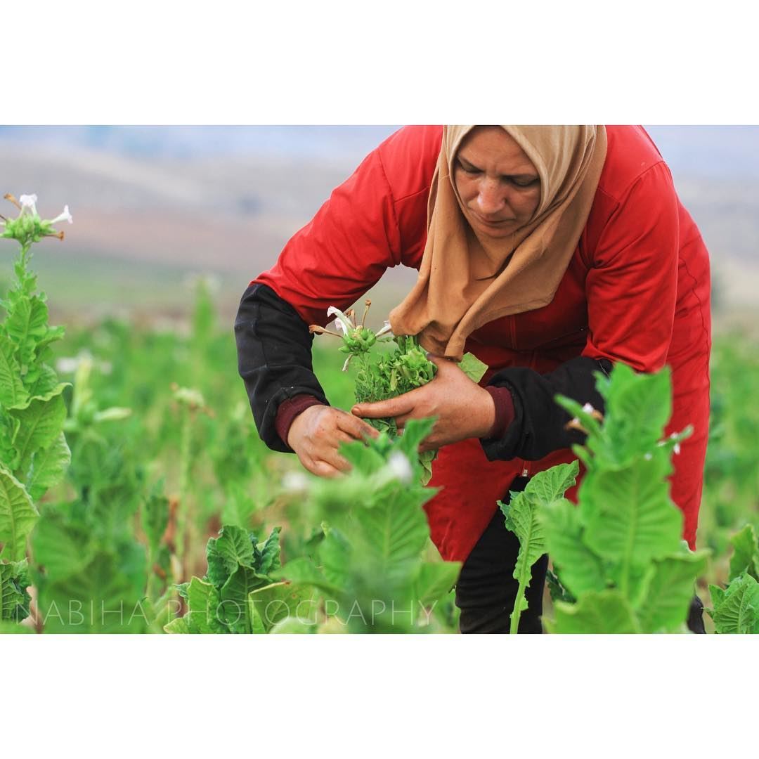 Harvesting the tobacco leafs: Regie Contest  regie  tobacco  green ... (Houla, Al Janub, Lebanon)