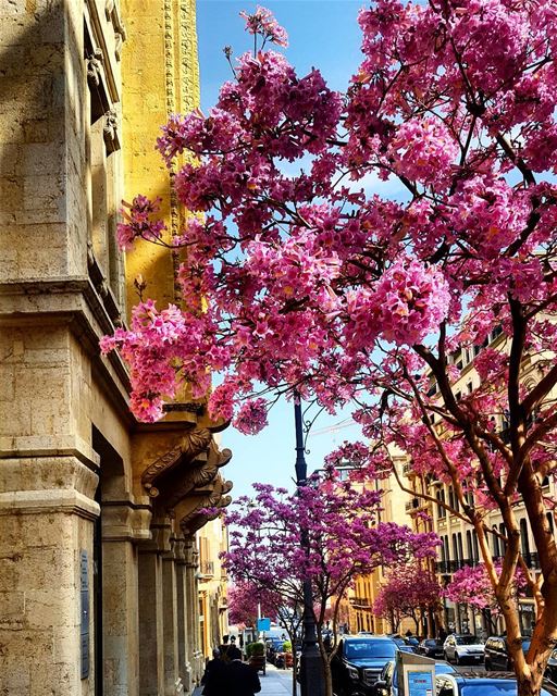 Have a fresh morning &a florid day 🌸🌸🌸🏵🏵🏵💕💕 photooftheday ... (Downtown Beirut)